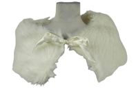 Dámská bílá kožešinová pelerína s mašlí 